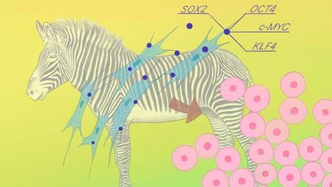Examination of Endangered Species’ Stem Cells Unveils Ancient Genetic Links Between Mammals