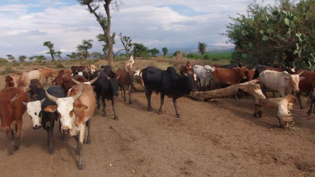 A 75% Fall in Meat Consumption Required for a Sustainable Future