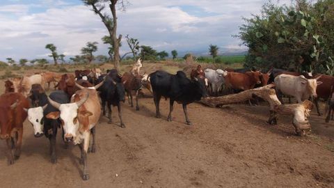 A 75% Fall in Meat Consumption Required for a Sustainable Future