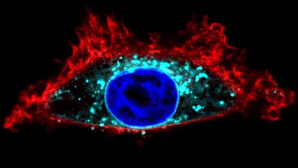 Targeting Membrane Binding of Oncogenic Proteins content piece image