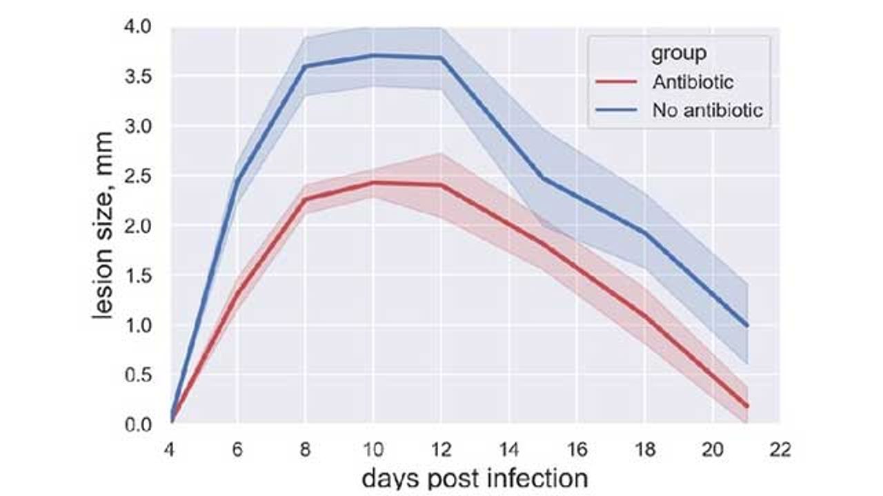 Skin Bacteria Enhance Immune Response to Smallpox Vaccine in Mice