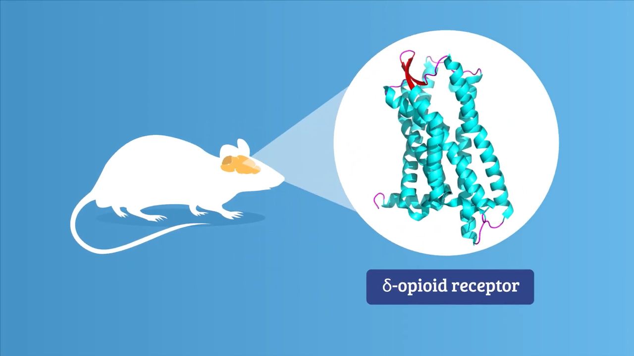 Fear Extinction Drug Proves Effective in Mouse Trial