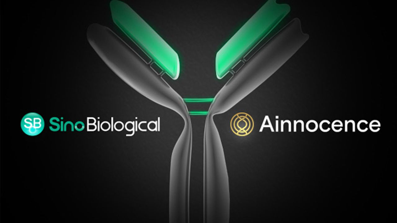 Sino Biological and Ainnocence Partner To Offer Next-Generation Antibody Development CRO Services