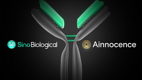Sino Biological and Ainnocence Partner To Offer Next-Generation Antibody Development CRO Services Sino Biological and Ainnocence Partner To Offer Next-Generation Antibody Development CRO Services