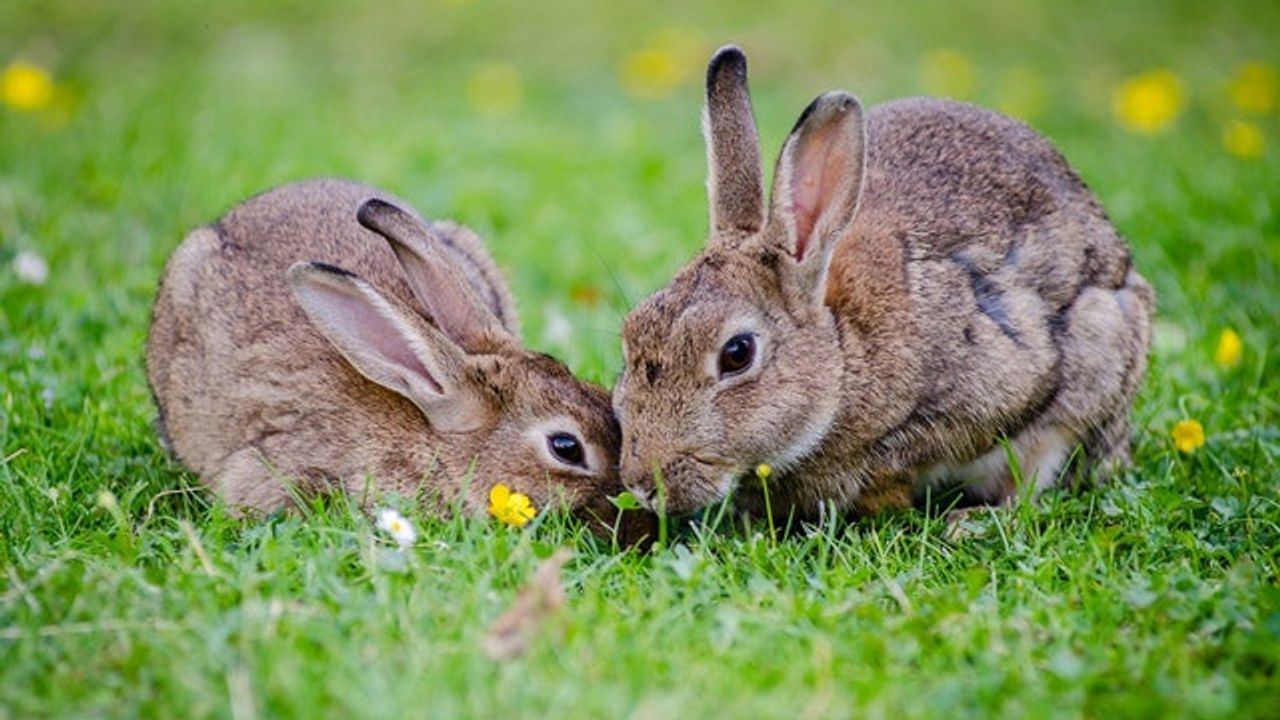 How the Rabbit Myxoma Virus Jumped the Species Barrier | Technology ...