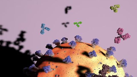 Antibody’s Genetic Sequence Can Help Predict What Pathogens It Will Target