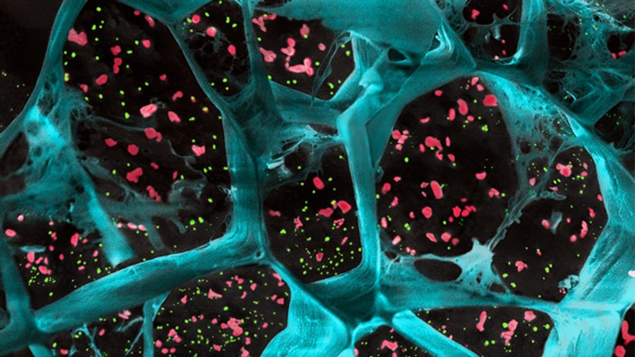 Biodegradable Gel Encapsulating T-Cell Activating Platelets