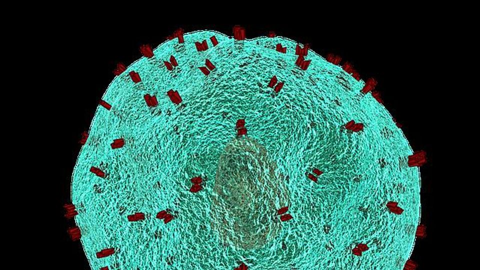 T Cells Helped by RNA Binding Proteins To Pick Their Weapons for Battle content piece image