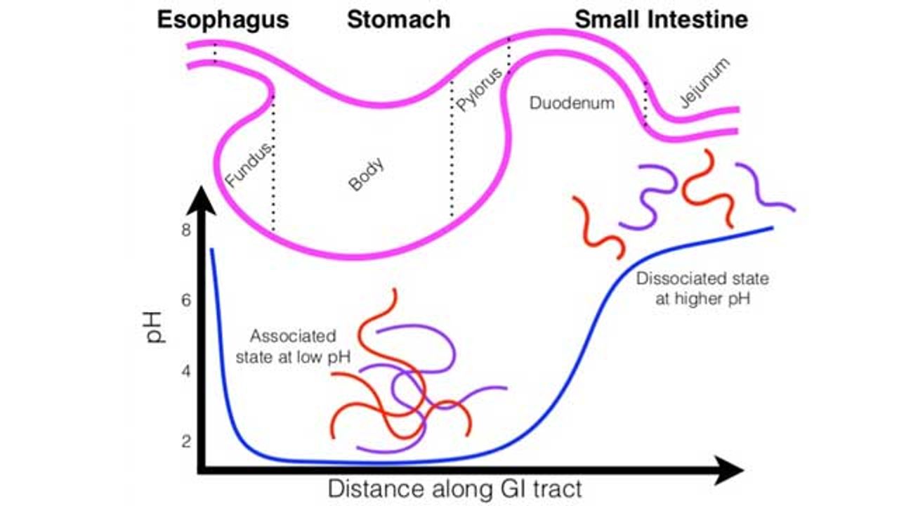 New Material Could Improve Delivery of Various Medicines