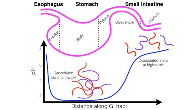 New Material Could Improve Delivery of Various Medicines content piece image 