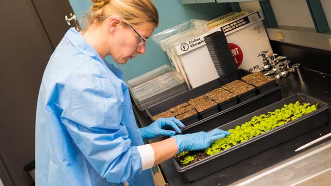 Why Is Cowpea Mosaic Virus So Good at Fighting Cancer?