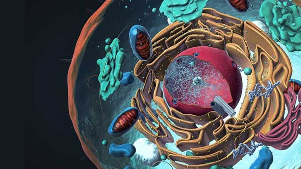 Origin of Complex Cells Started Without Oxygen | Technology Networks