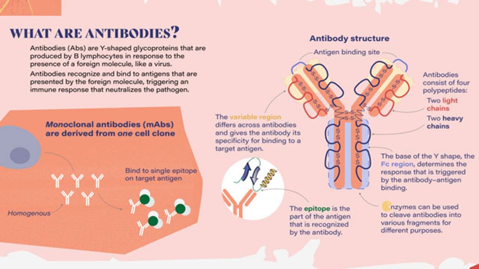 Therapeutic Antibodies content piece image