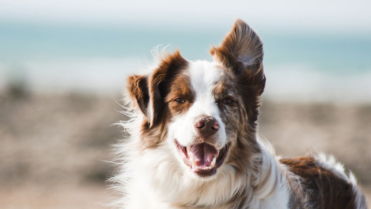 Dog Breed Is Not an Accurate Way To Predict Behavior
