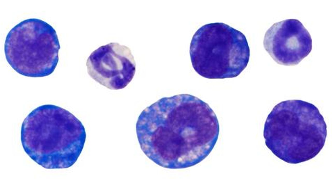 How Genome Organization Influences Cell Fate