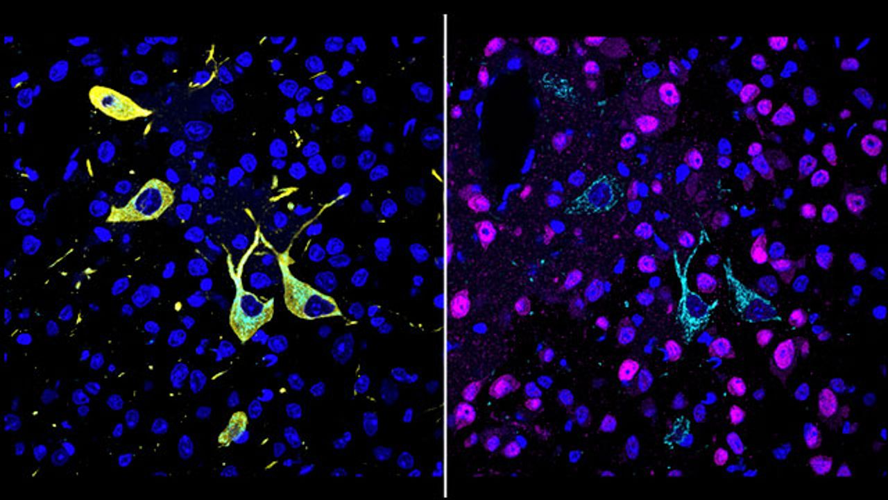 New Method Reveals How and Where Drugs Hit Their Targets