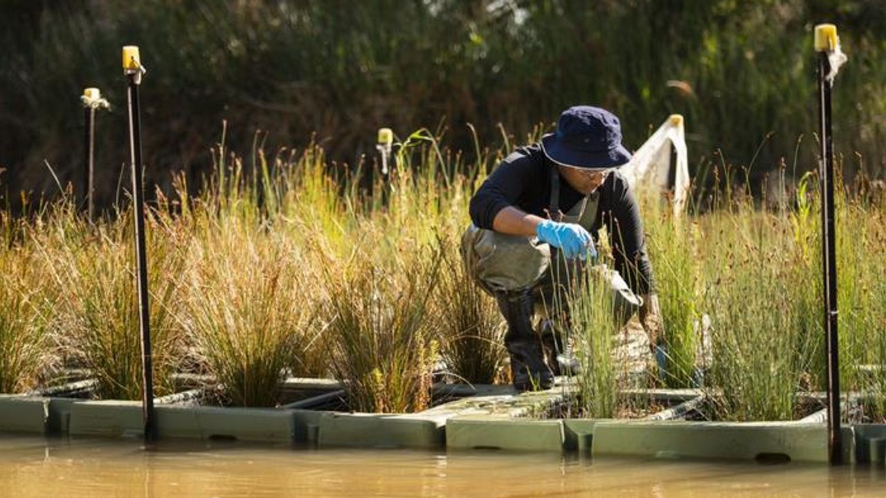 Native Plants Used To Detox PFAS-Contaminated Water