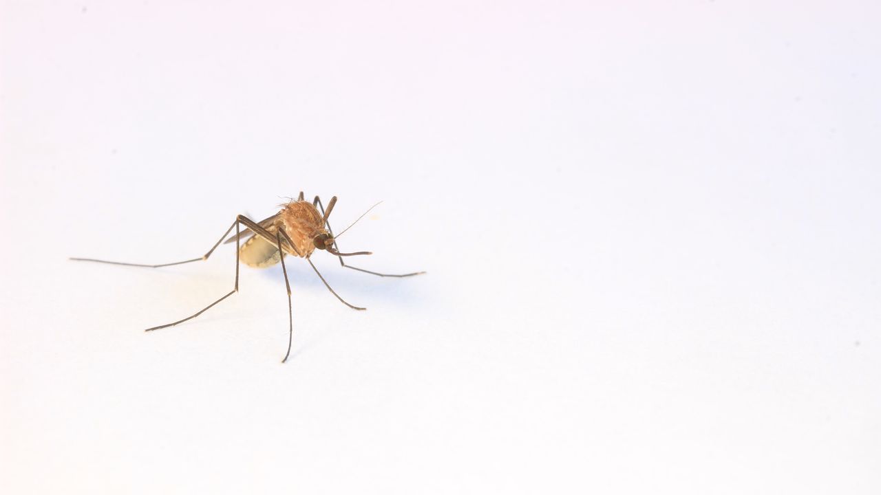 Study Tests Temporary Self-Deleting Transgenes in Mosquitoes