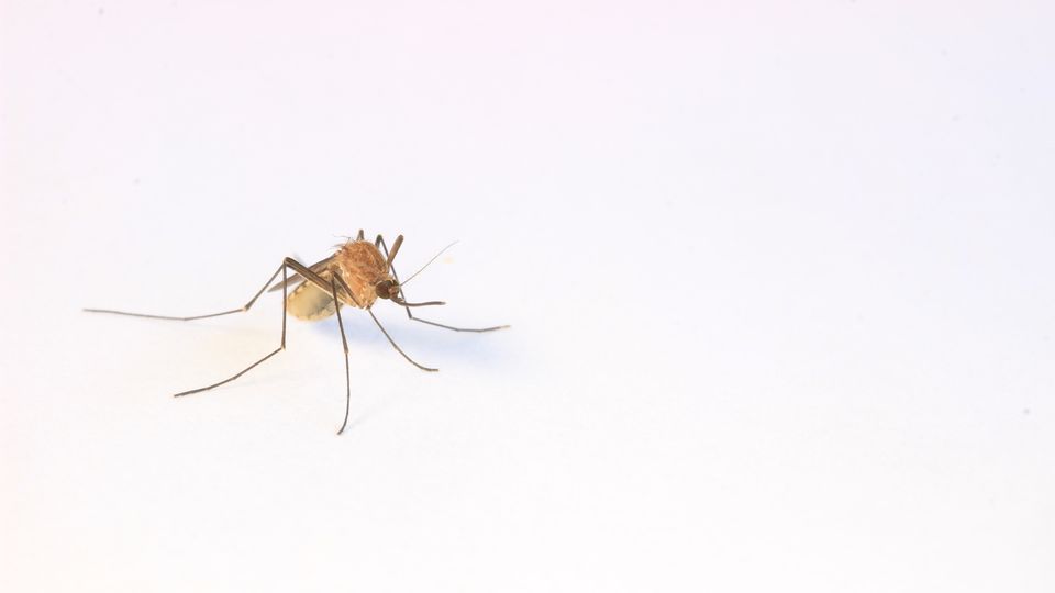 Study Tests Temporary Self-Deleting Transgenes in Mosquitoes content piece image