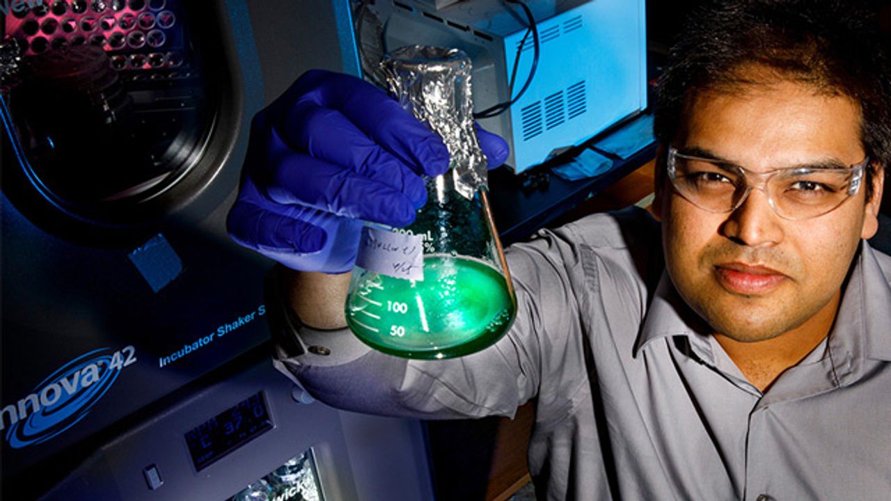 Viable Yeast–Cyanobacterial Hybrids Created