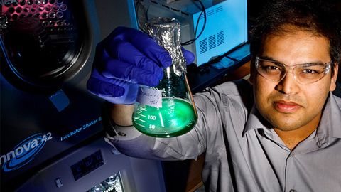 Viable Yeast–Cyanobacterial Hybrids Created