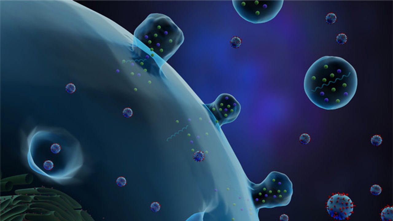 Isolation of High Purity Exosomes