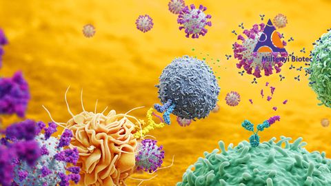 SARS-CoV-2–Specific B Cell Detection and Therapeutic Antibody Discovery SARS-CoV-2–Specific B Cell Detection and Therapeutic Antibody Discovery