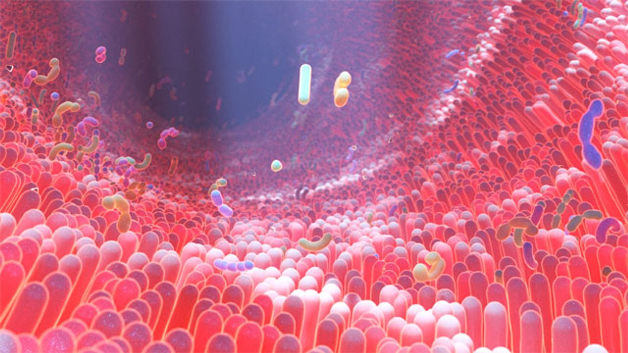 Treating <i>C. diff</i> Infection and More With Gut Microbiome Transplants