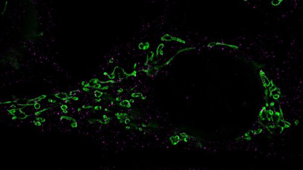 The Secret to Herpesvirus Awakening