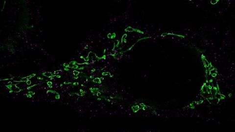 The Secret to Herpesvirus Awakening