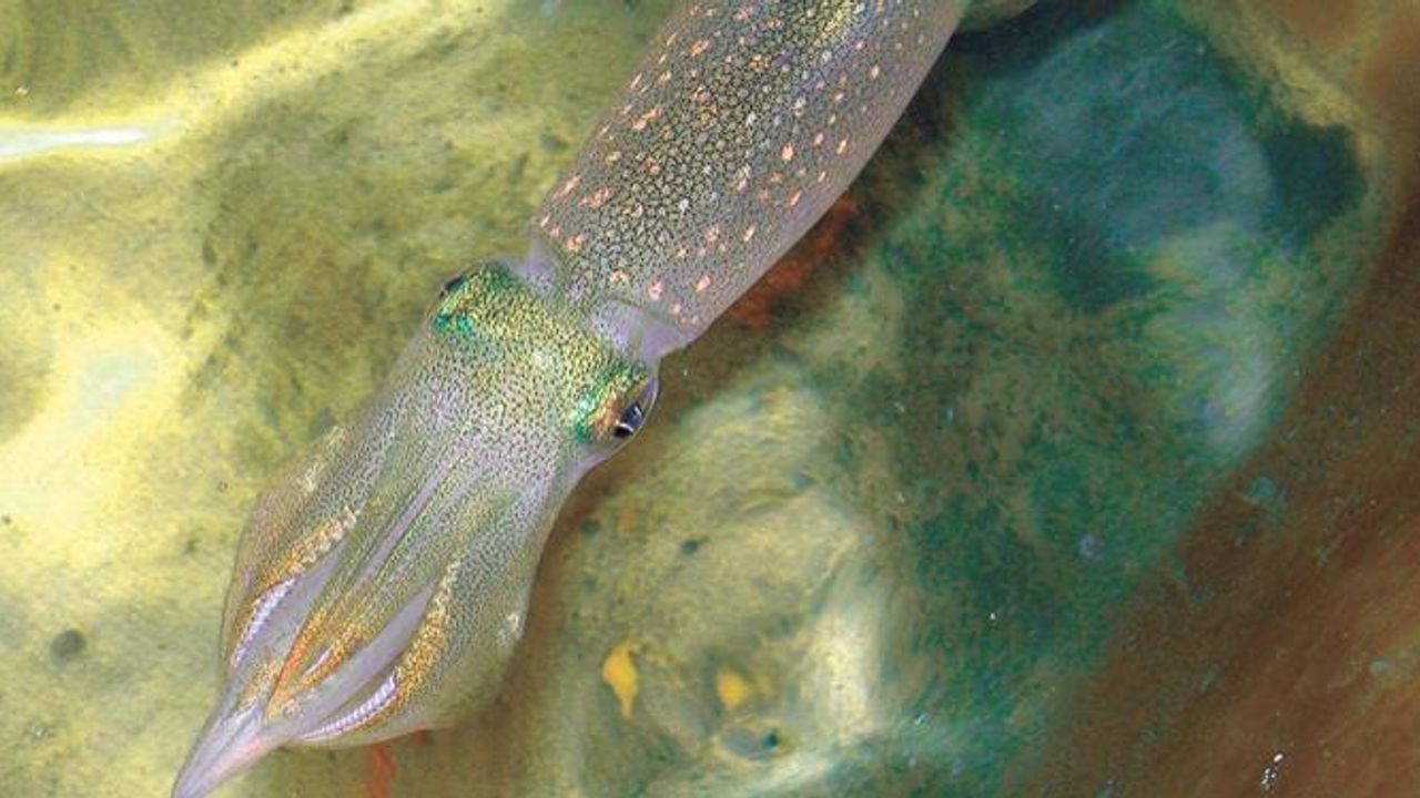 Cephalopod Genomes Are As “Wonderfully Weird” As the Animals Are
