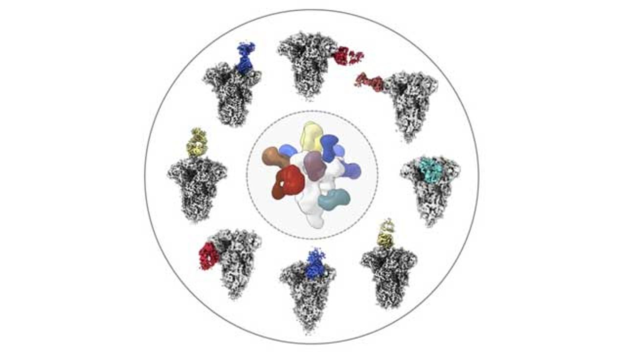 Antibodies Against Common Colds Prompted by SARS-CoV-2 Infection