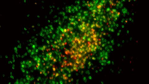 Estrogen Shapes Sex Differences in the Developing Brain