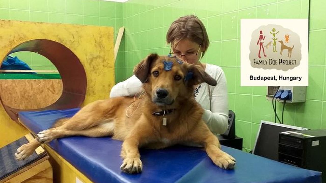Dogs Process Human and Canine Sounds Differently