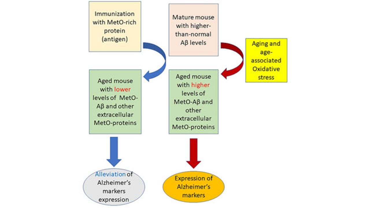 Immunizing the Brain Against Alzheimer's Boosts Mouse Memory