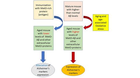 Immunizing the Brain Against Alzheimer's Boosts Mouse Memory