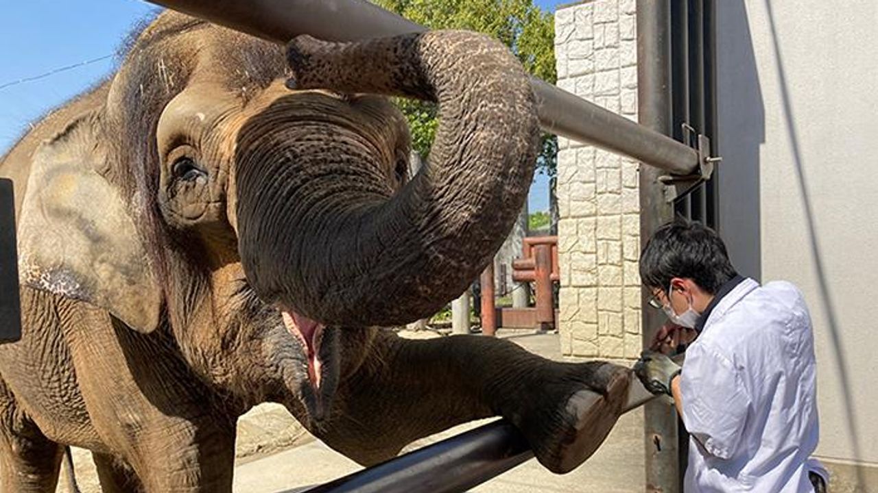Predicting When Latent TB in Elephants May Become Active