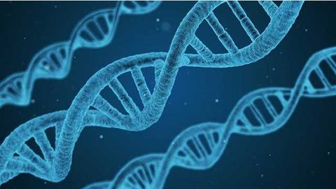 Inversions in the Human Genome More Common Than Previously Thought
