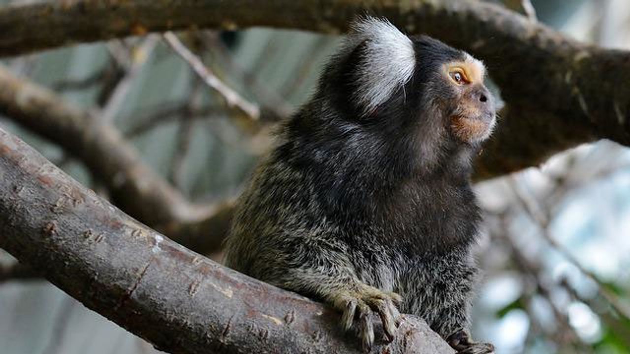 Bolder Monkeys Learn Faster Than Shy Ones