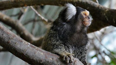 Bolder Monkeys Learn Faster Than Shy Ones