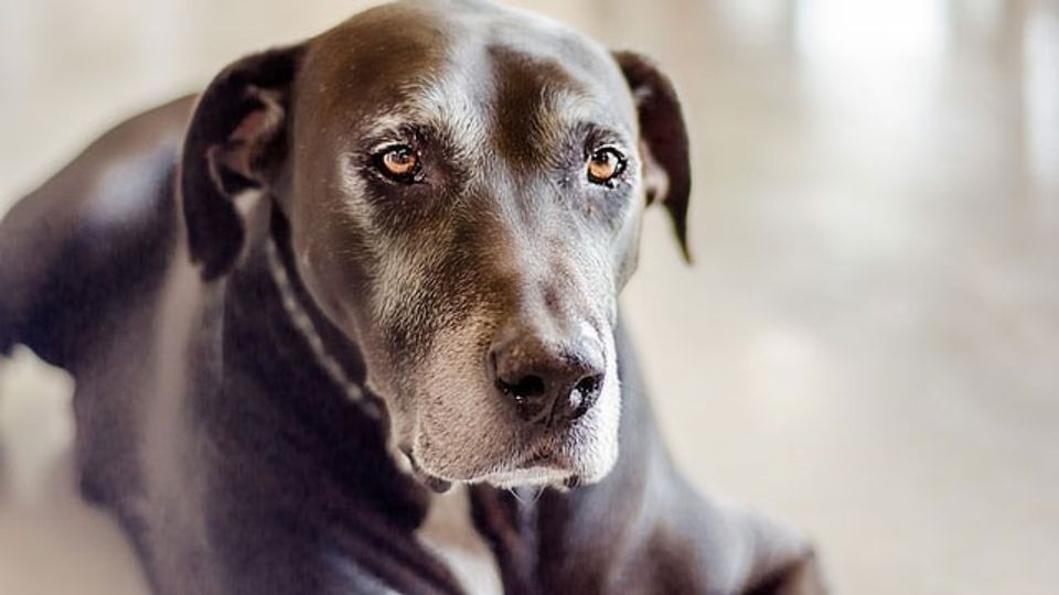 Tests To Identify Cognitive Decline in Dogs Could Be Useful in Alzheimer's content piece image