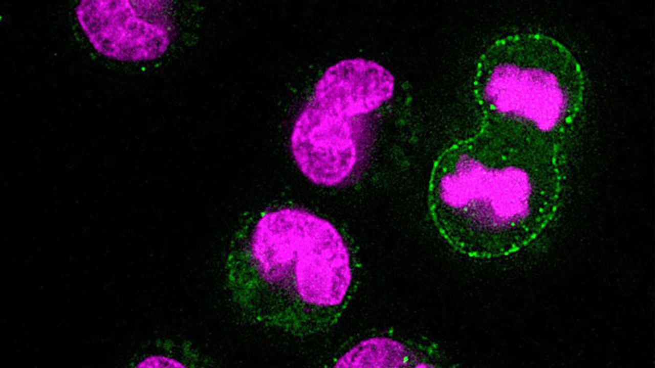 Cells Take Out the Trash Before They Divide