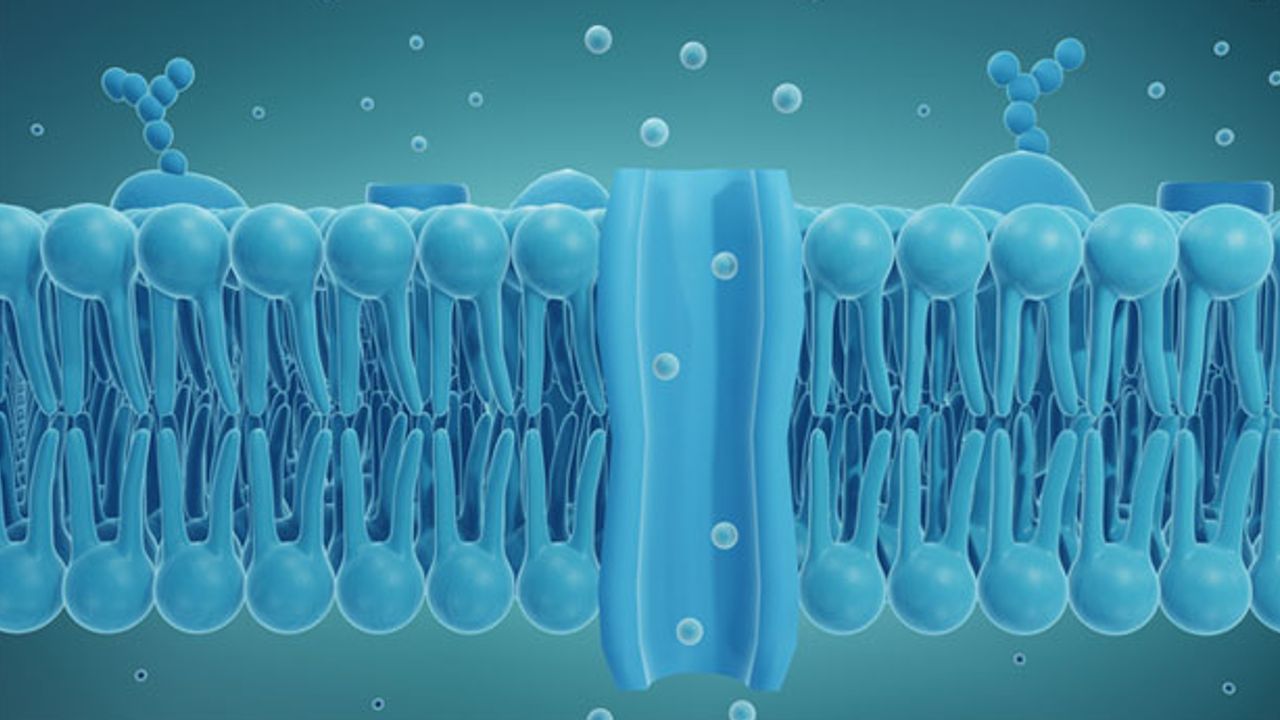 Artificial Cell Membrane Channels Can Be Opened and Locked With a Key