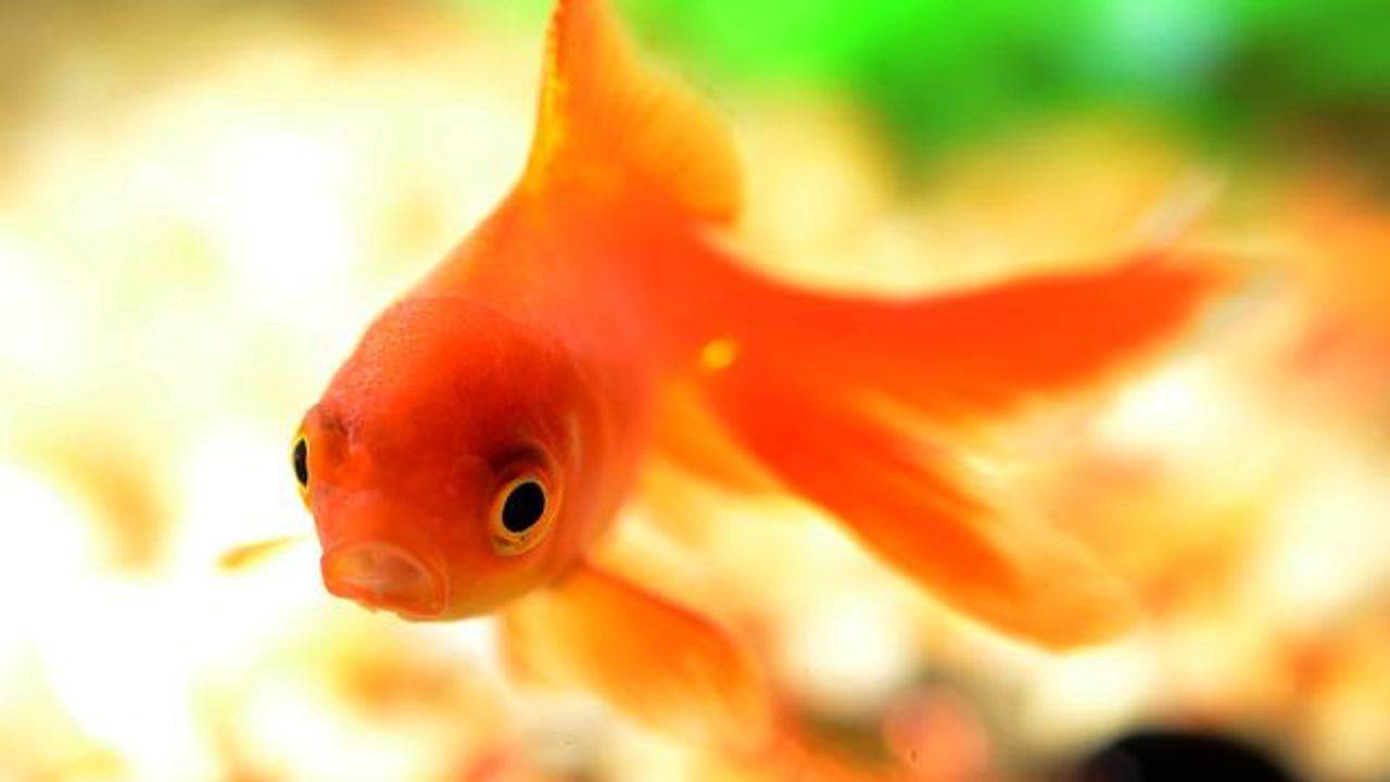 Harder Water May Be Beneficial to Goldfish Health