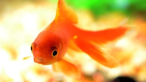 Harder Water May Be Beneficial to Goldfish Health
