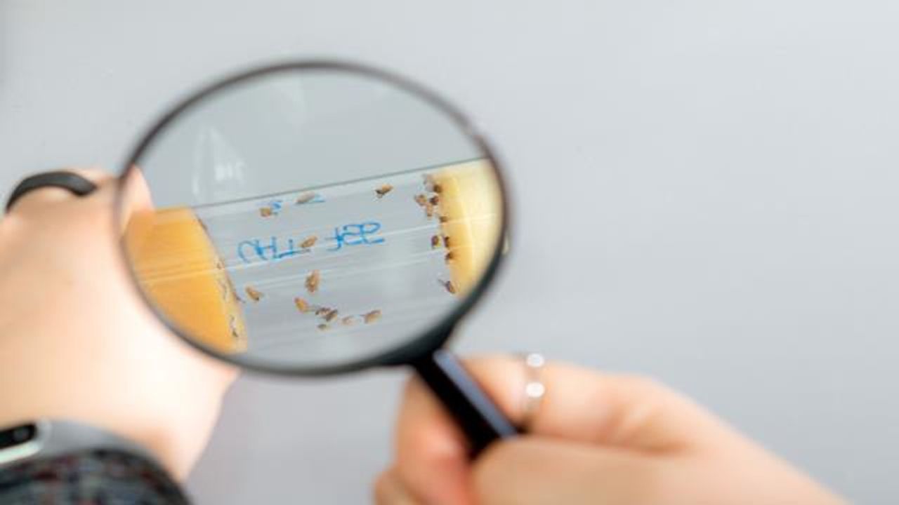 Neuronal Gene Mutation May Have Positive Effects on Cognitive Abilities