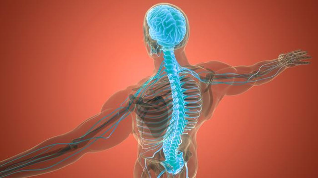 "Calming" the Spinal Cord Could Provide Relief From Spasms