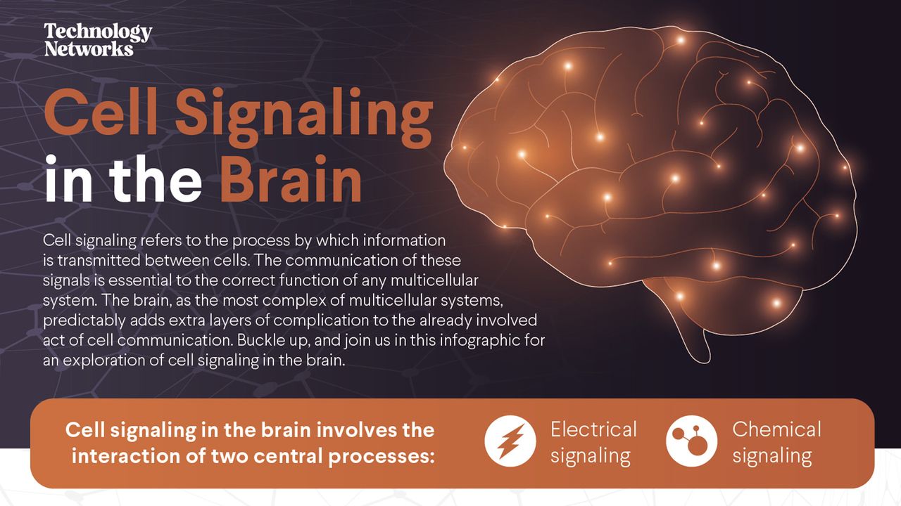 Cell Signaling in the Brain