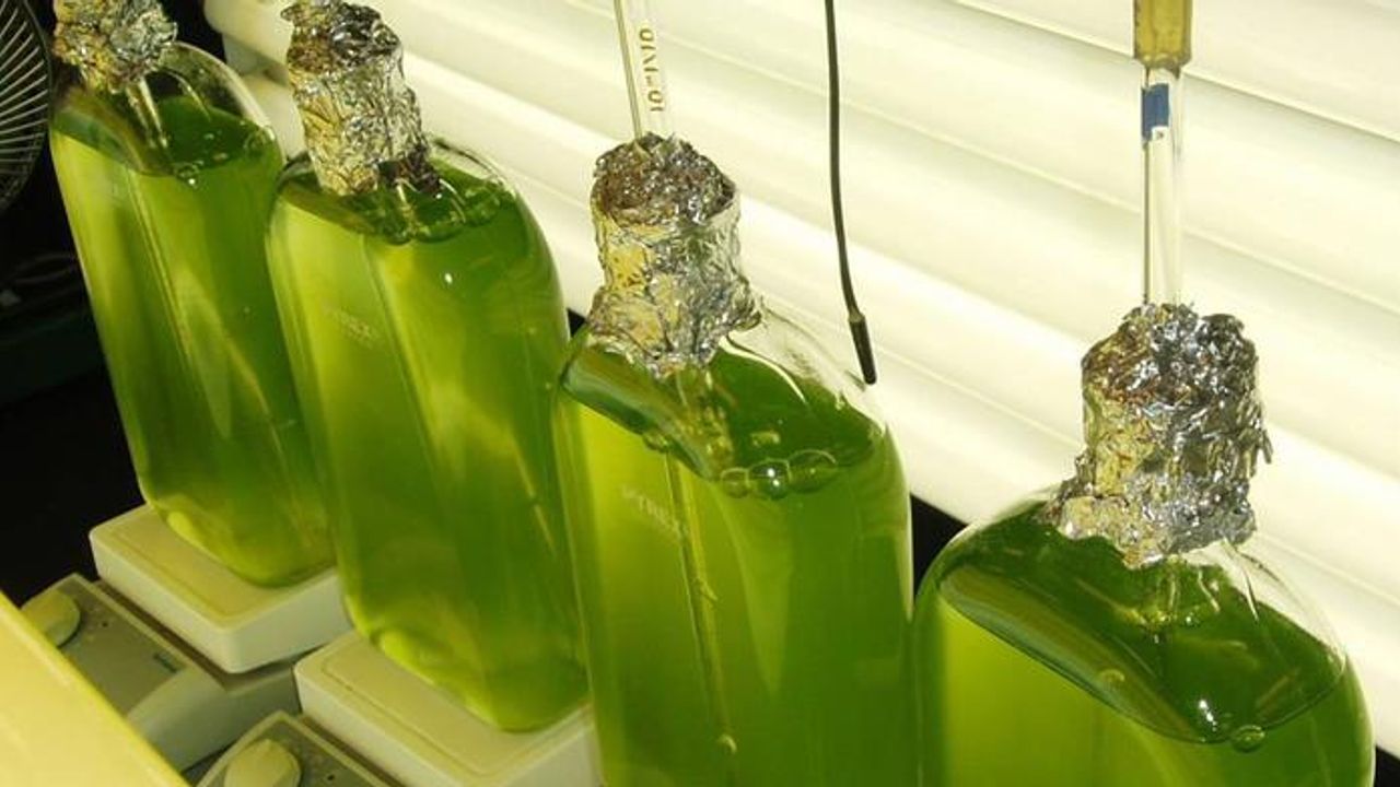Study Uncovers Function of Hundreds of Genes in Algae