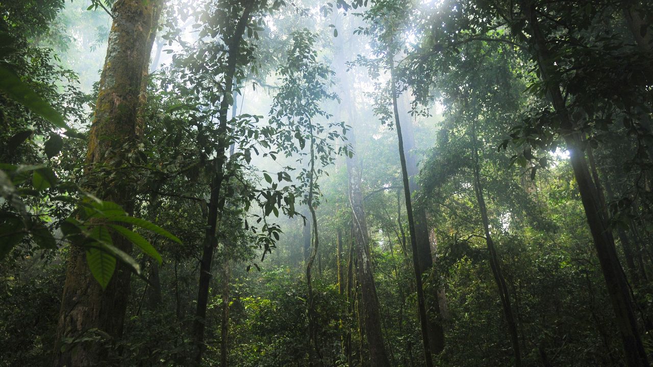 Psychotropic Compound Synthesized From Rainforest Tree